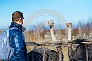 Tourist and two ostrich