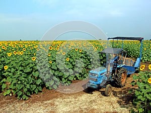 Tourist vihicle in sunflower field