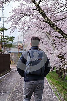 Tourist visiting a japanese street in Takayama during sakura blossom, Japan.