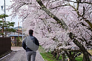 Tourist visiting a japanese street in Takayama during sakura blossom, Japan.