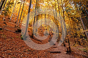 Turistické procházky podzimním lesem s barevnými stromy