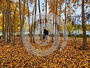 A tourist walking on the cover of fallen autumn leaves on the South Island of New Zealand