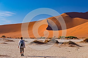 Tourist walking on the scenic dunes of Sossusvlei, Namib desert, Namib Naukluft National Park, Namibia. Adventure and exploration