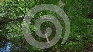 A tourist walks along a trail along an overgrown pond with fallen trees