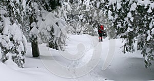 A tourist walks among snowy trees