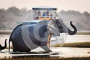 Tourist watching an elephant crossing a river in the Chobe National Park in Botswana, Africa