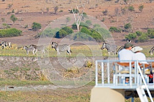 Tourist watching herd of zebras grazing in the bush. Boat cruise and wildlife safari on Chobe River, Namibia Botswana border