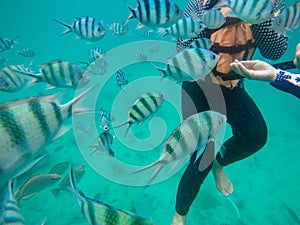 Tourist wear life jacket ,enjoy snorkeling in the sea,tourist and fish group in the sea,summer beach holiday at Koh Chang,Trat, photo