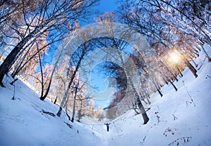 Tourist in winter birchwood