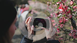 Tourist woman enjoy spring Japanese Sakura blossom