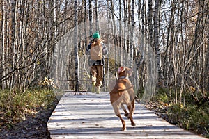 Tourist woman, pet lover hiking on nature trail with beloved dog magyar vizsla in autumn wood