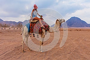 Tourist woman in traditional arabian clothes with camel in the Sinai Desert, Sharm el Sheikh, Sinai Peninsula, Egypt photo