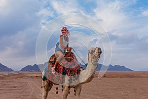 Tourist woman in traditional arabian clothes with camel in the Sinai Desert, Sharm el Sheikh, Sinai Peninsula, Egypt