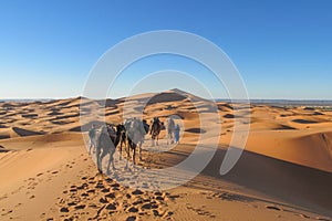 Touristic camel caravan in desert