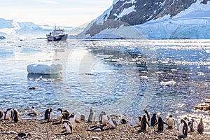 Touristic cruise ship in the antarctic lagoon among icebergs and Gentoo penguins colony on the shore of Neco bay