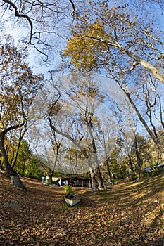 Touristic destination road and big tree