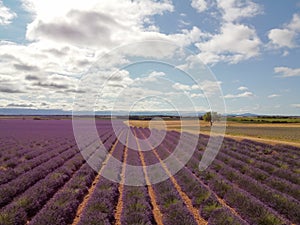 Touristic destination in South of France, aerial view on colorful lavender and lavandin fields in blossom in July on plateau