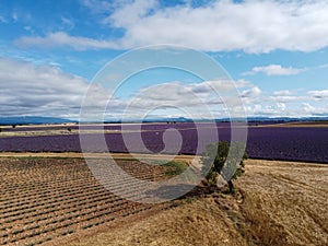 Touristic destination in South of France, aerial view on colorful lavender and lavandin fields in blossom in July on plateau