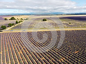 Touristic destination in South of France, aerial view on colorful lavender and lavandin fields in blossom in July on plateau