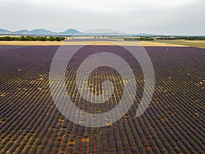 Touristic destination in South of France, aerial view on colorful lavender and lavandin fields in blossom in July on plateau