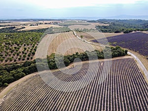 Touristic destination in South of France, aerial view on colorful lavender and lavandin fields in blossom in July on plateau