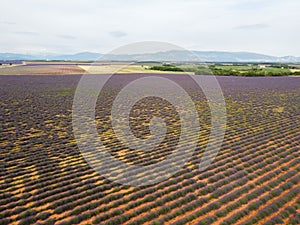 Touristic destination in South of France, aerial view on colorful lavender and lavandin fields in blossom in July on plateau