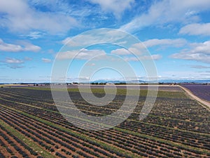 Touristic destination in South of France, aerial view on colorful lavender and lavandin fields in blossom in July on plateau