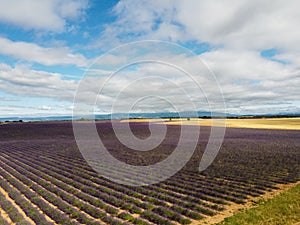 Touristic destination in South of France, aerial view on colorful lavender and lavandin fields in blossom in July on plateau