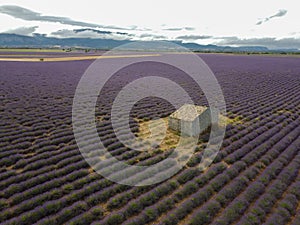 Touristic destination in South of France, aerial view on colorful lavender and lavandin fields in blossom in July on plateau