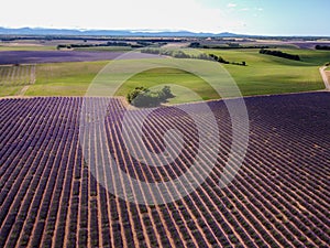 Touristic destination in South of France, aerial view on colorful lavender and lavandin fields in blossom in July on plateau