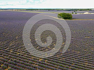 Touristic destination in South of France, aerial view on colorful lavender and lavandin fields in blossom in July on plateau