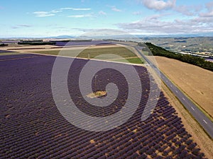 Touristic destination in South of France, aerial view on colorful lavender and lavandin fields in blossom in July on plateau