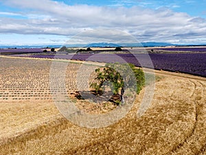 Touristic destination in South of France, aerial view on colorful lavender and lavandin fields in blossom in July on plateau