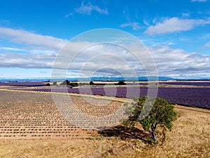 Touristic destination in South of France, aerial view on colorful lavender and lavandin fields in blossom in July on plateau