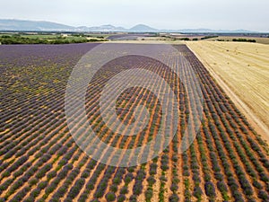 Touristic destination in South of France, aerial view on colorful lavender and lavandin fields in blossom in July on plateau