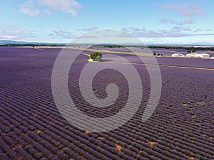 Touristic destination in South of France, aerial view on colorful lavender and lavandin fields in blossom in July on plateau