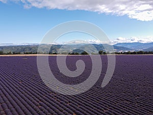 Touristic destination in South of France, aerial view on colorful lavender and lavandin fields in blossom in July on plateau