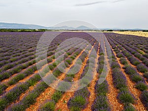 Touristic destination in South of France, aerial view on colorful lavender and lavandin fields in blossom in July on plateau