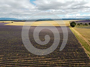 Touristic destination in South of France, aerial view on colorful lavender and lavandin fields in blossom in July on plateau