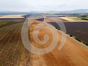 Touristic destination in South of France, aerial view on colorful lavender and lavandin fields in blossom in July on plateau