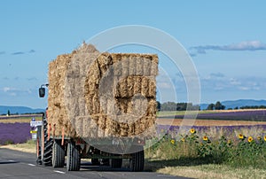 Touristic destination in South of France, colorful lavender and lavandin fields in blossom in July and harvesting on plateau