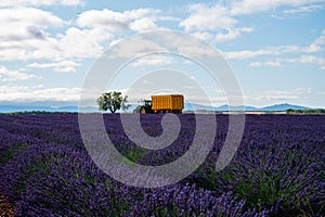 Touristic destination in South of France, colorful lavender and lavandin fields in blossom in July and harvesting on plateau