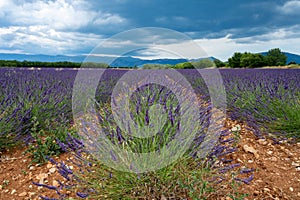 Touristic destination in South of France, colorful lavender and lavandin fields in blossom in July on plateau Valensole, Provence