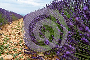 Touristic destination in South of France, colorful lavender and lavandin fields in blossom in July on plateau Valensole, Provence