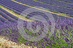 Touristic destination in South of France, colorful lavender and lavandin fields in blossom in July on plateau Valensole, Provence