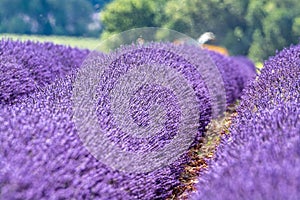 Touristic destination in South of France, colorful lavender and lavandin fields in blossom in July on plateau Valensole, Provence