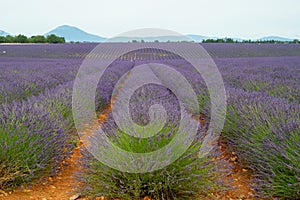 Touristic destination in South of France, colorful lavender and lavandin fields in blossom in July on plateau Valensole, Provence