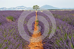 Touristic destination in South of France, colorful lavender and lavandin fields in blossom in July on plateau Valensole, Provence