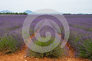 Touristic destination in South of France, colorful lavender and lavandin fields in blossom in July on plateau Valensole, Provence