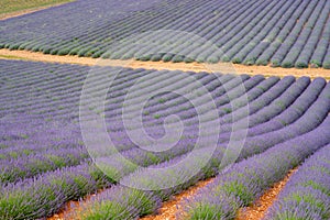 Touristic destination in South of France, colorful lavender and lavandin fields in blossom in July on plateau Valensole, Provence